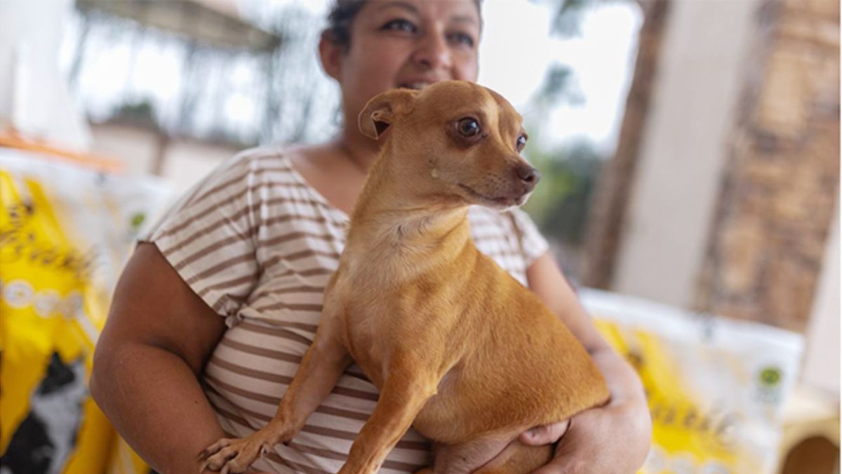 JUÁREZ ADOPCIÓN DE MASCOTAS NUEVO LEÓN - Informe Regio