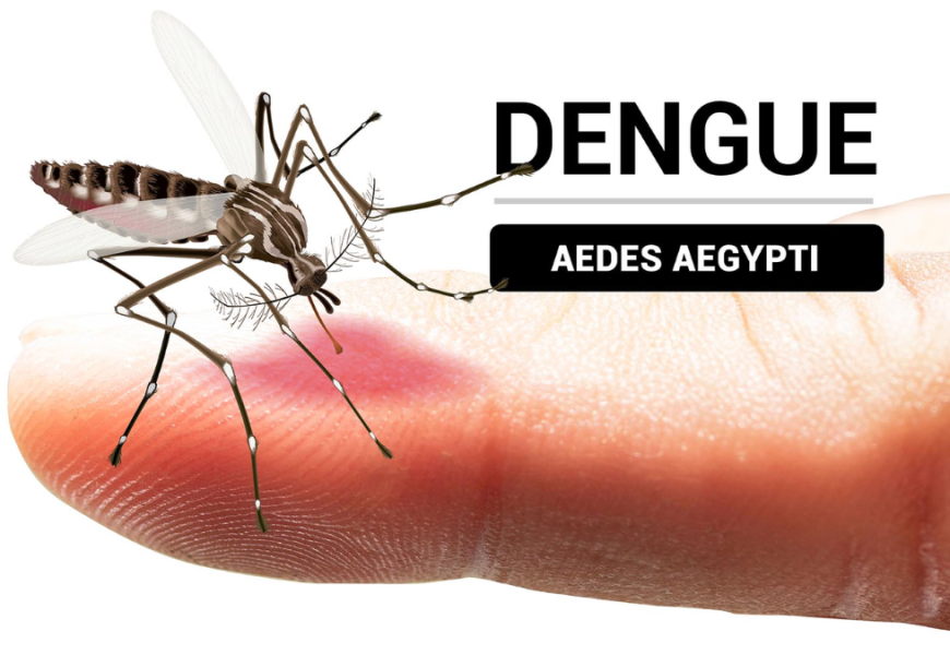 Dengue - Informe Regio