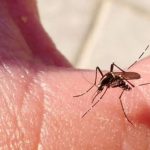 DENGUE NUEVO LEÓN - Informe Regio