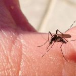 DENGUE ALERTA NUEVO LEÓN - Informe Regio