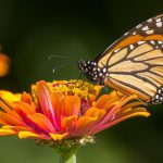 MARIPOSA MONARCA - Informe Regio