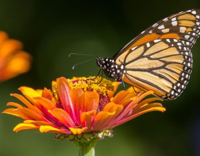 MARIPOSA MONARCA