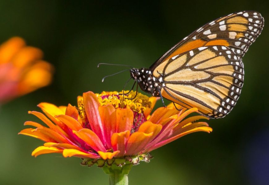 MARIPOSA MONARCA - Informe Regio