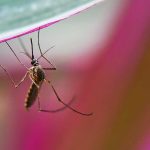 DENGUE NUEVO LEÓN - Informe Regio