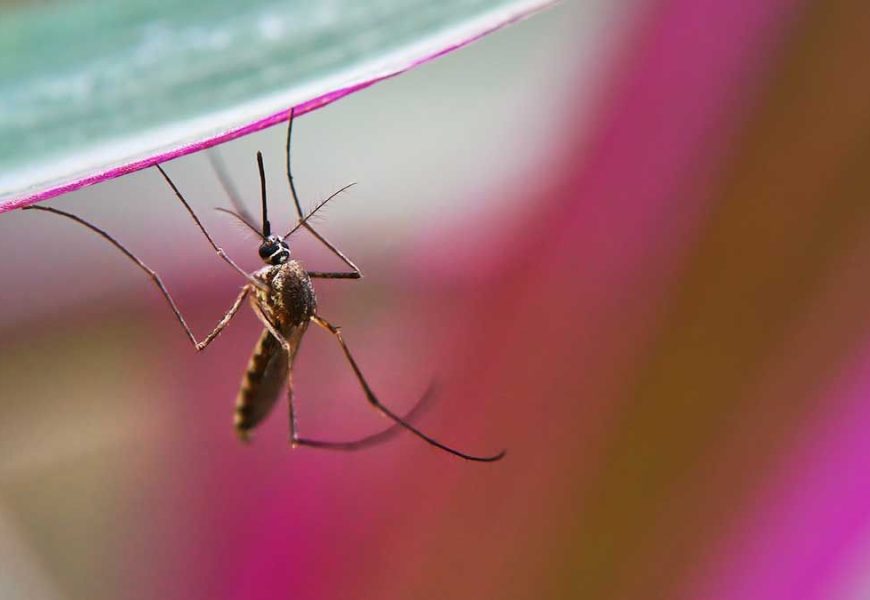 DENGUE NUEVO LEÓN - Informe Regio