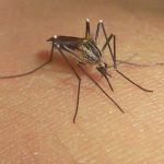 DENGUE NUEVO LEÓN - Informe Regio