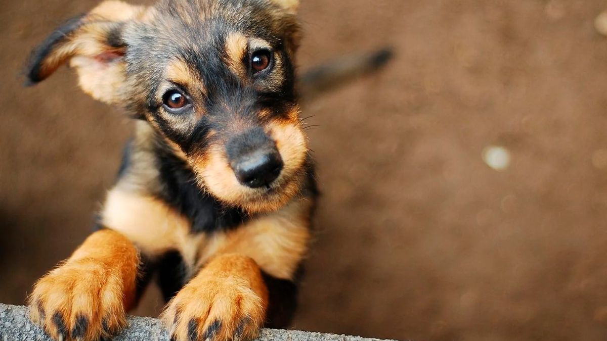 MONTERREY ADOPTA MASCOTAS - Informe Regio