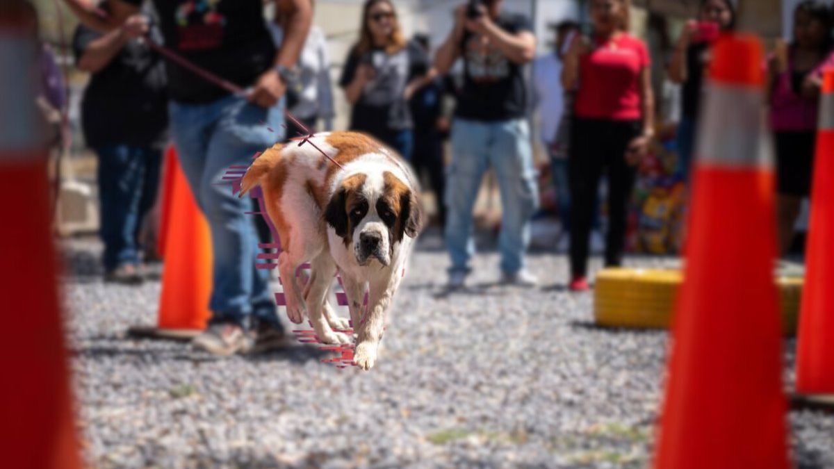 REX ESCOBEDO PERRO