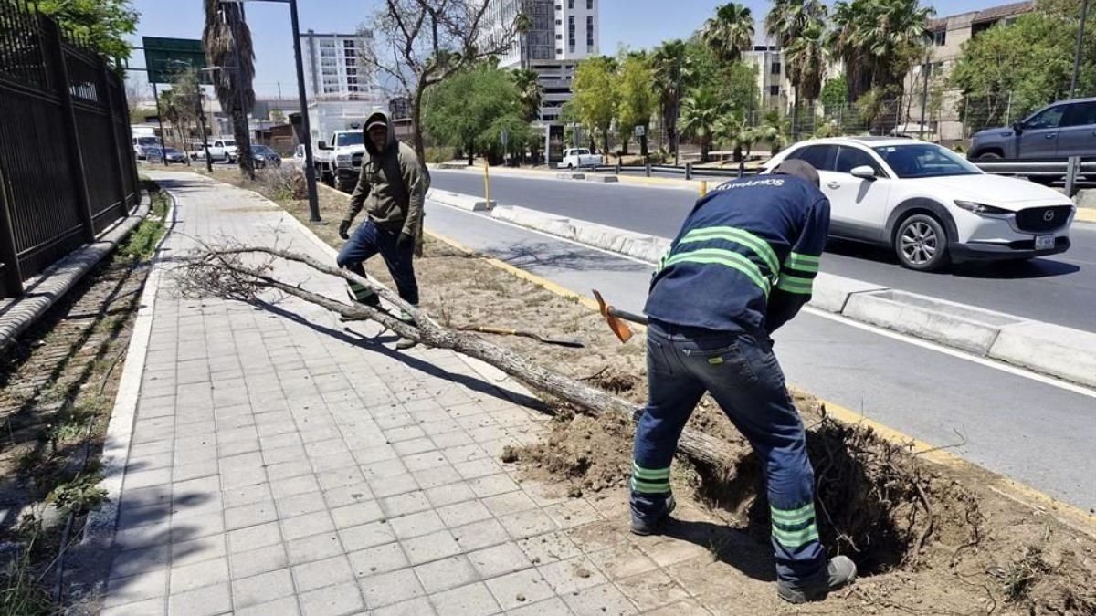 MONTERREY ÁRBOLES REFORESTACIÓN   Informe Regio