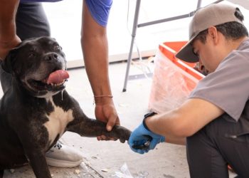 ESTERILIZACIÓN-MONTERREY-BIENESTAR-ANIMAL