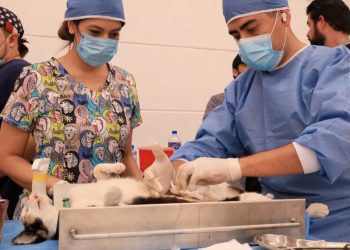 Esterilización-mascotas-gratis-Monterrey