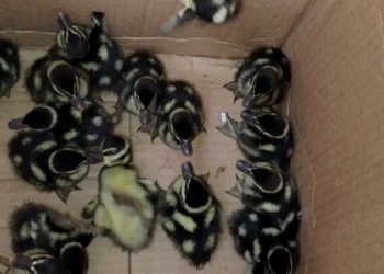 PATITOS-MONTERREY-POLICÍA