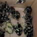 Patitos Rescatados Monterrey - Informe Regio PATITOS MONTERREY POLICÍA   Informe Regio