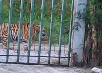 tigre-suelto salinas-victoria