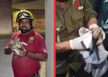 rescatan gato animales