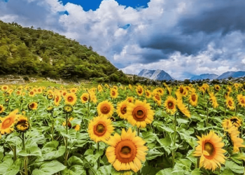 Campo De Girasoles - Informe Regio campo de girasoles laguna de sánchez girasoles   Informe Regio