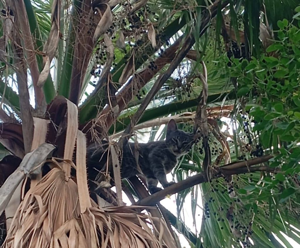 gato atrapado colonia Nueva Esperanza brigadistas Escobedo palmera 10 metros