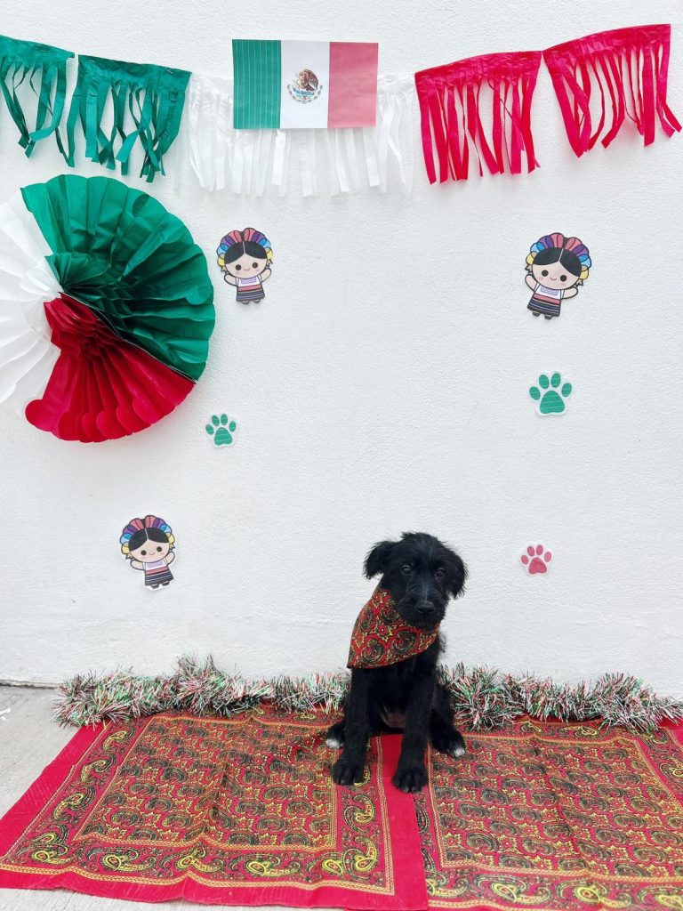Perritos con disfraces patrios adopción de mascotas Escobedo bienestar animal fiestas patrias