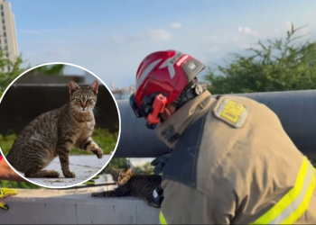 Protección Civil de Monterrey, rescate animal, puente Revolución, gato lesionado