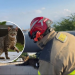 Protección Civil de Monterrey rescate animal puente Revolución gato lesionado   Informe Regio