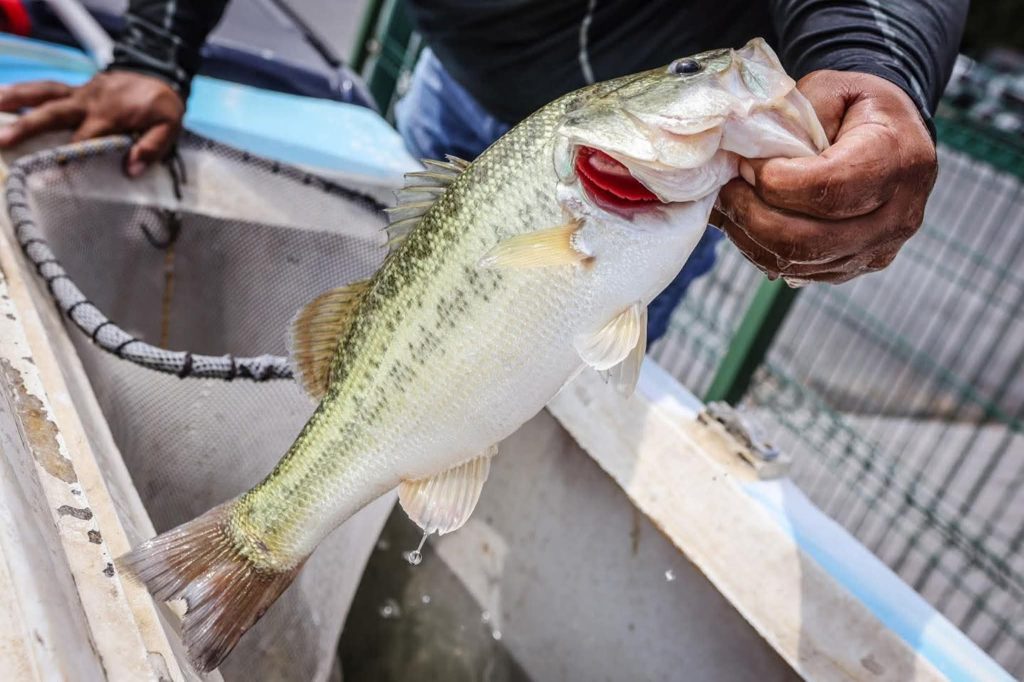 lobinas negras pesca deportiva presa La Boca ecosistema turismo