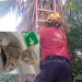 gato atrapado colonia Nueva Esperanza brigadistas Escobedo palmera 10 metros   Informe Regio