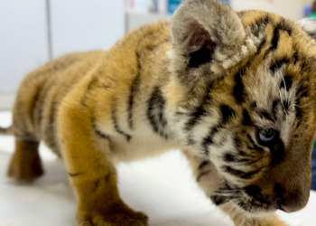 cachorro de tigre, operativo Escobedo, Protección Animal, especies exóticas, Profepa