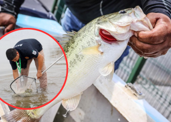lobinas negras, pesca deportiva, presa La Boca, ecosistemas región