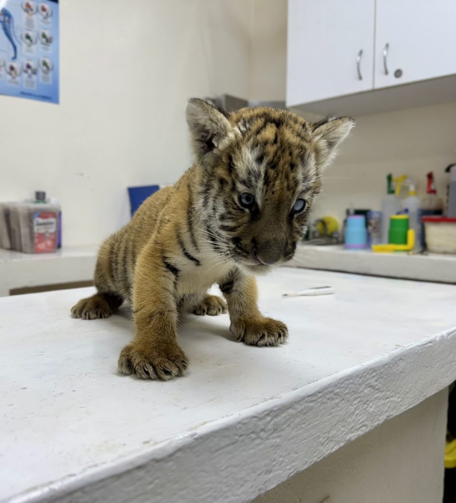 cachorro de tigre operativo Escobedo Protección Animal especies exóticas Profepa