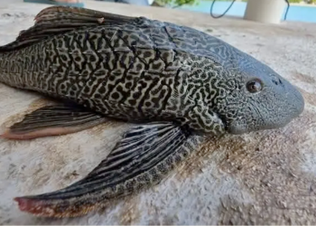 Pez Diablo En Nuevo León - Informe Regio pez diablo en Nuevo León río La Silla presa La Boca especie invasora   Informe Regio