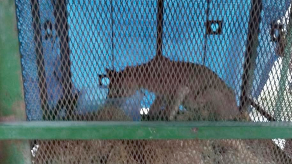 León Desnutrido - Informe Regio león desnutrido Juárez Nuevo León maltrato animal autoridades locales vida silvestre operativo de rescate