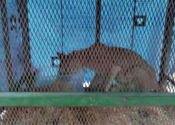 León Desnutrido - Informe Regio león desnutrido Juárez Nuevo León maltrato animal autoridades locales vida silvestre operativo de rescate   Informe Regio