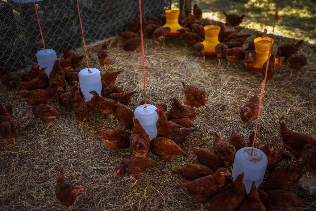 CRIA Santiago huevo orgánico familias rurales economía local producción agropecuaria