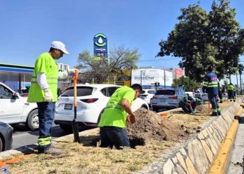 ARBORIZACIÓN DE LA CALZADA MADERO MONTERREY   Informe Regio