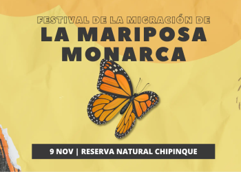 Mariposa Monarca - Informe Regio Mariposa Monarca Festival Mariposa Parque Chipinque migración mariposa Nuevo León Informe Regio