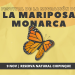 Mariposa Monarca - Informe Regio Mariposa Monarca Festival Mariposa Parque Chipinque migración mariposa Nuevo León Informe Regio