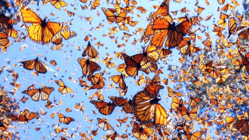Mariposa Monarca - Informe Regio Mariposa Monarca Festival Mariposa Parque Chipinque migración mariposa Nuevo León
