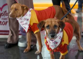 Adopta con Amor García OXXO adopción responsable   Informe Regio