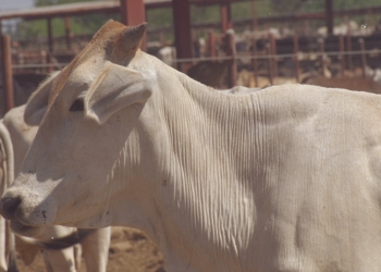 gusano barrenador Montemorelos ganado infectado inspección sanitaria Senasica   Informe Regio
