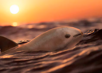 Vaquita Marina - Informe Regio vaquita marina Semarnat Plan de Acción CITES pesca ilegal Informe Regio