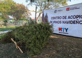 centros de reciclaje en monterrey de pinos navideños tras temporada decembrina   Informe Regio