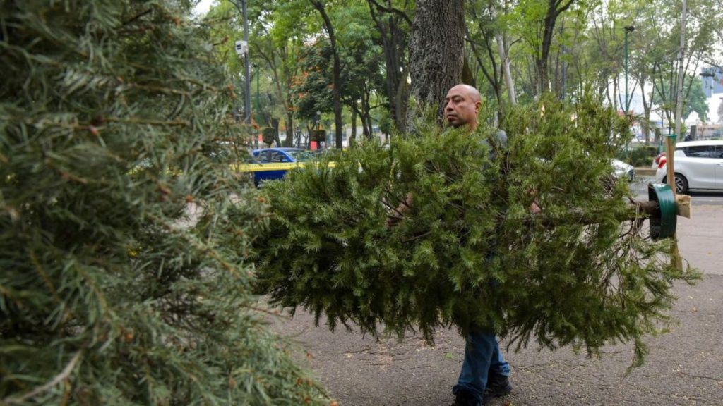 Assetsejecentralcom_ - Informe Regio acopio de pinos navideños para reciclaje en santiago