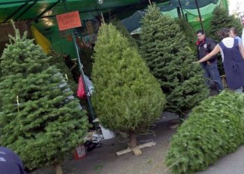 reciclaje de pinos en santiago   Informe Regio