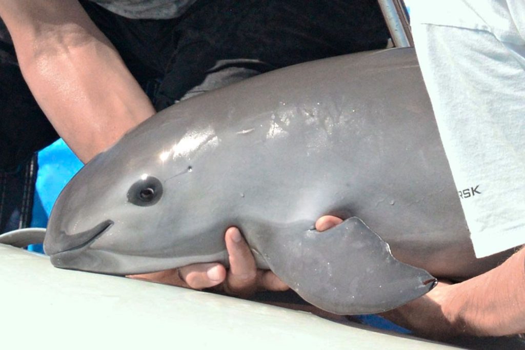 vaquita marina Semarnat Plan de Acción CITES pesca ilegal