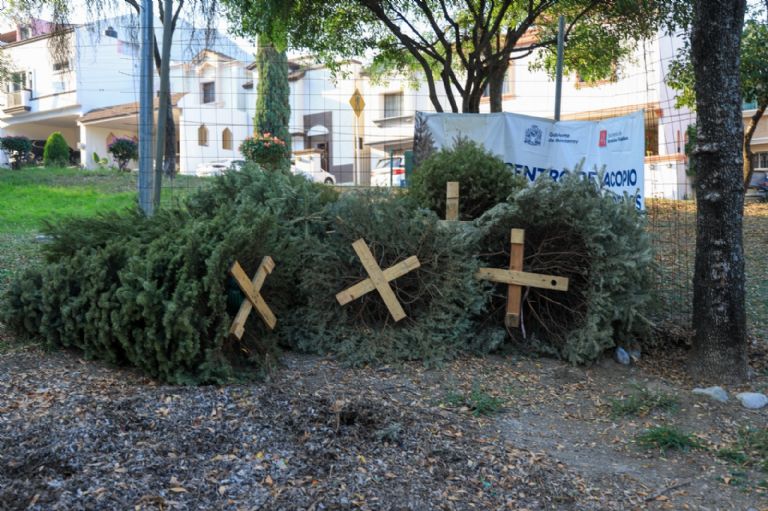 F768x1-751464_751591_5050 - Informe Regio centros de acopio de pinos de navideños en monterrey para reciclaje