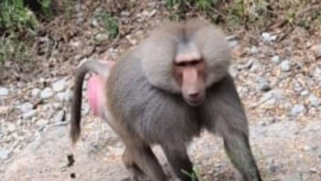 Mandril-santiago-presa-de-la-boca-alerta-video - Informe Regio Informe Regio