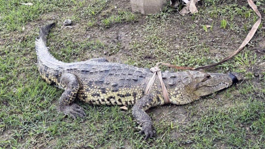 Avistamiento de cocodrílos en Nuevo León