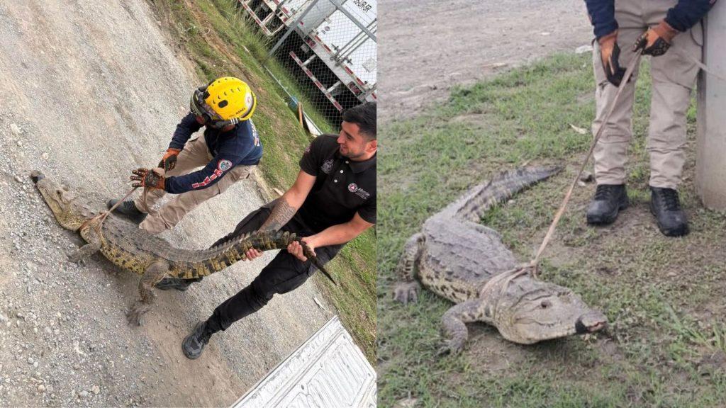 Cocodrilo en calles de Allende Nuevo León   Informe Regio