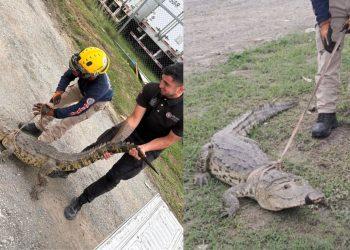 Cocodrilo-en-calles-de-allende - Informe Regio Cocodrilo en calles de Allende Nuevo León Informe Regio