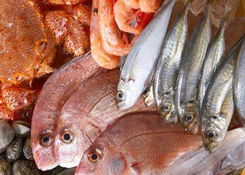 pescado falso en México economía   Informe Regio
